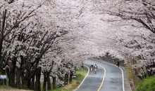 ♥봄꽃♥[KTX+버스]섬진강 하동 십리벚꽃길+전주한옥마을