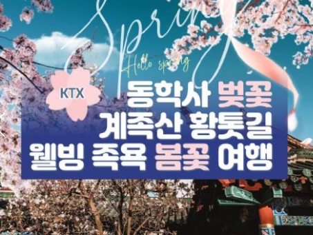 [동대구역출발]KTX - 계룡산 동학사 벚꽃 & 계족산 황톳길 & 웰빙 족욕 봄꽃여행(당일)