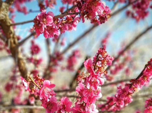 [국악와인열차] 3월 8,10,14,15,17,21,22 광양 매화축제 / 남원 광한루원