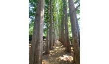 [국악와인열차] 4월 18일 익산 아가페정원+미륵사지 / 부안 내소사+곰소젓갈단지