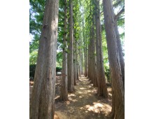 [국악와인열차] 4월 18일 익산 아가페정원+미륵사지 / 부안 내소사+곰소젓갈단지