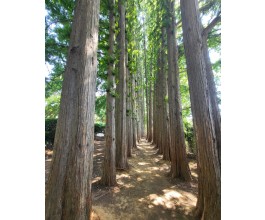 [국악와인열차] 4월 18일 익산 아가페정원+미륵사지 / 부안 내소사+곰소젓갈단지