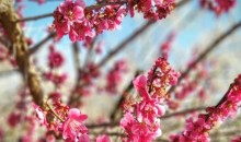 [국악와인열차] 3월 8,10,14,15,17,21,22 광양 매화축제 / 남원 광한루원