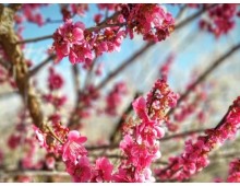 [국악와인열차] 3월 8,10,14,15,17,21,22 광양 매화축제 / 남원 광한루원