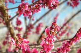 [국악와인열차] 3월 8,10,14,15,17,21,22 광양 매화축제 / 남원 광한루원