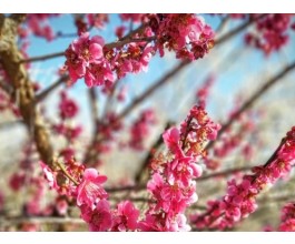 [국악와인열차] 3월 8,10,14,15,17,21,22 광양 매화축제 / 남원 광한루원