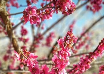 [국악와인열차] 3월 8,10,14,15,17,21,22 광양 매화축제 / 남원 광한루원