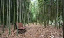 [화요특선]KTX 남도의 맛, 지리산의 쉼 2박3일 웰니스 여행(순천/하동/산청/남원/순창/구례)