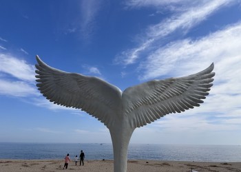 [용산역/청량리역출발] 동해바다 고성 화진포&금강산 건봉사&속초 바다정원 당일