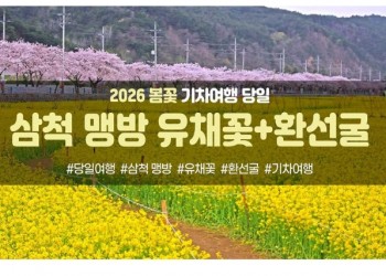 [수도권/충청권/경상권출발] [동해해변열차]삼척 맹방 유채꽃&환선굴(당일)