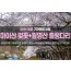 [수도권/충청권/경상권출발]★봄꽃★마이산 탑사 벚꽃&월영산 출렁다리(당일)