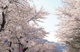 [KTX] 하동십리벚꽃길 & 남원 봄맞이 기차여행 (당일)