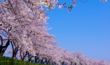 KTX - 강릉 경포대 벚꽃잔치 & 정동진 & 동해 논골담길 & 묵호항 여행 (당일)