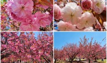 [KTX] 밀양+경주 1박2일 #밀양호텔아리나