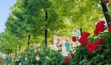 [국악와인열차] 5월 25, 31일 곡성 세계장미축제 / 남원 지리산 허브밸리