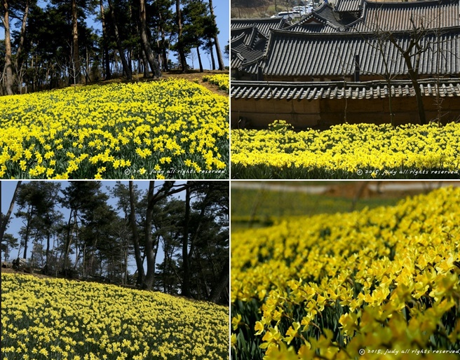 서산 수선화 & 개심사 벚꽃ㆍ해미읍성 기차여행(당일)