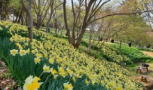 무궁화호 - 서산 유기방 가옥 수선화 꽃잔치 & 개심사 벚꽃 & 해미읍성 여행(당일)