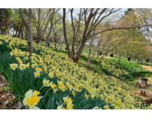 무궁화호 - 서산 유기방 가옥 수선화 꽃잔치 & 개심사 벚꽃 & 해미읍성 여행(당일)