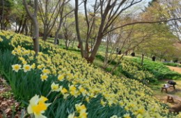 무궁화호 - 서산 유기방 가옥 수선화 꽃잔치 & 개심사 벚꽃 & 해미읍성 여행(당일)