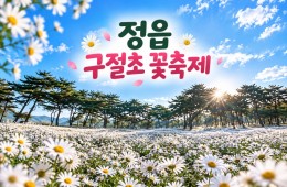 [수도권/충청권/경상권/호남권출발] 정읍 구절초 꽃축제(당일)