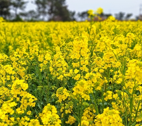 [KTX] 포항 호미곶 & 유채꽃 명소탐방 하루 기차여행 (당일)