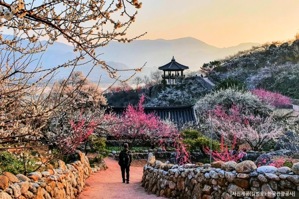 ♥봄축제♥[KTX-당일] 봄을 알리는 섬진강 광양 매화+전주한옥마을