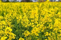 [KTX] 포항 호미곶 & 유채꽃 명소탐방 하루 기차여행 (당일)