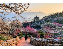 ♥봄축제♥[KTX-당일] 봄을 알리는 섬진강 광양 매화+전주한옥마을