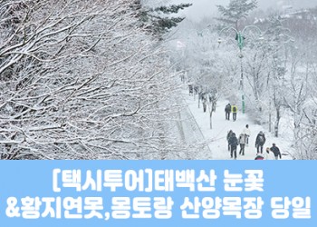 ★겨울눈꽃★[태백택시투어]태백산 눈꽃&황지연못(당일)