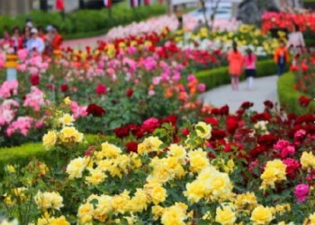 [수원역출발] ITX-새마을 - 곡성 세계장미축제 자유여행 (당일)