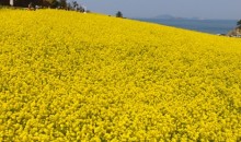 [KTX] 고창 청보리밭 & 부안 수성당 유채꽃ㆍ동백꽃 미식 하루 기차여행 (당일)