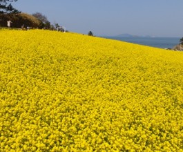 [KTX] 고창 청보리밭 & 부안 수성당 유채꽃ㆍ동백꽃 미식 하루 기차여행 (당일)