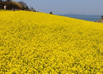 [KTX] 고창 청보리밭 & 부안 수성당 유채꽃ㆍ동백꽃 미식 하루 기차여행 (당일)