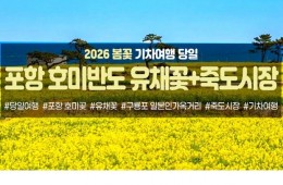 [수도권/충청권/경산권출발] 포항 호미반도 유채꽃&죽도시장(당일)