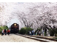 #2 KTX 진해 벚꽃 기차여행(당일) 경화역 포함 @서울역 06:02 출발