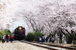 #2 KTX 진해 벚꽃 기차여행(당일) 경화역 포함 @서울역 06:02 출발