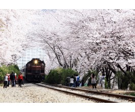 #2 KTX 진해 벚꽃 기차여행(당일) 경화역 포함 @서울역 06:02 출발