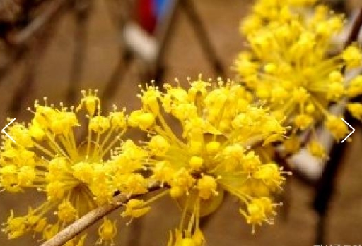 SRT - 봄꽃의 전령사! 섬진강 매화꽃 & 구례 산수유꽃 여행(당일)