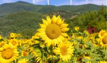 ◆여름특선◆[무궁화-당일]*중식제공*천상의 화원! 만항재 야생화+태백 해바라기 축제