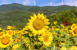 ◆여름특선◆[무궁화-당일]*중식제공*천상의 화원! 만항재 야생화+태백 해바라기 축제