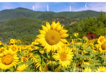 ◆여름특선◆[무궁화-당일]*중식제공*천상의 화원! 만항재 야생화+태백 해바라기 축제