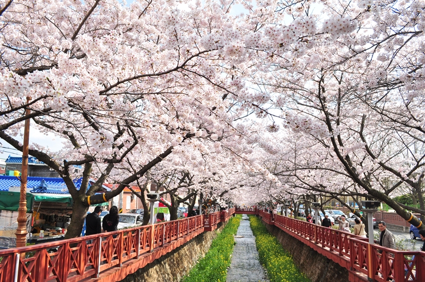 #1 KTX 진해 벚꽃 기차여행(당일) @서울역 08:23 출발(수원/평택/천안 출발 가능)