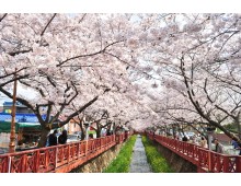 #1 KTX 진해 벚꽃 기차여행(당일) @서울역 08:23 출발(수원/평택/천안 출발 가능)