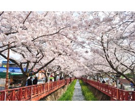 #1 KTX 진해 벚꽃 기차여행(당일) @서울역 08:23 출발(수원/평택/천안 출발 가능)