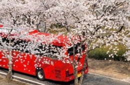 [국악와인열차] 3월 28,29,31 하동 십리벚꽃길 / 남원 광한루원