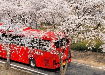 [국악와인열차] 3월 28,29,31 하동 십리벚꽃길 / 남원 광한루원